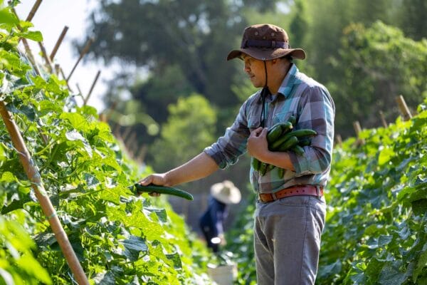 A foreign worker working in a farm