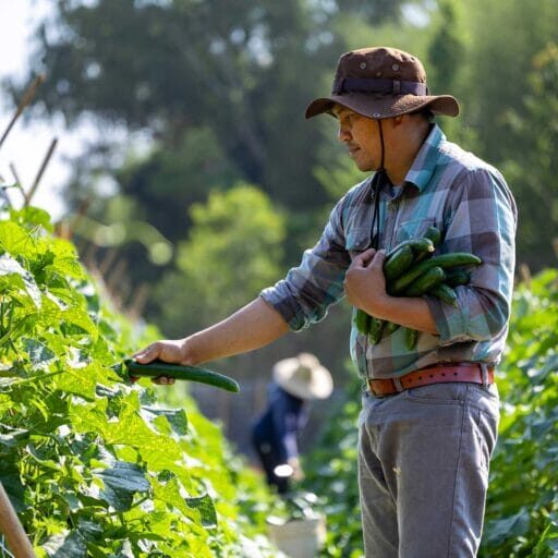 A foreign worker working in a farm